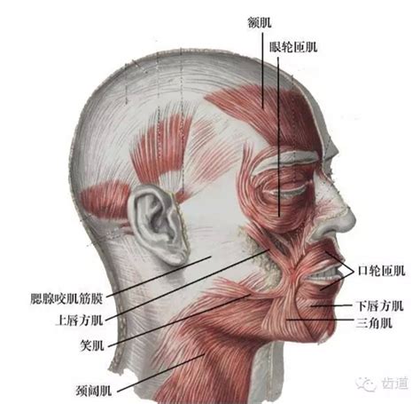 嘴巴器官|【科普】口腔颌面部解剖生理相关了解